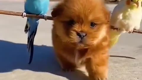 The company of a puppy