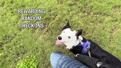 How to Stop Pulling_ Don_t Fall for the Leash Training Lie
