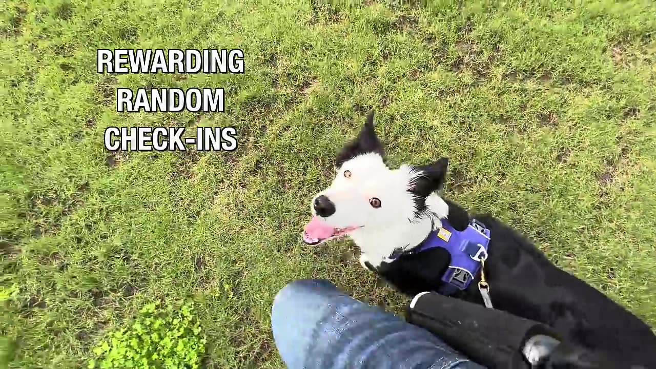 How to Stop Pulling_ Don_t Fall for the Leash Training Lie