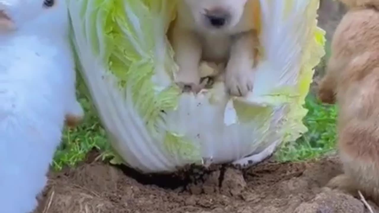 Cuteness overload 😍