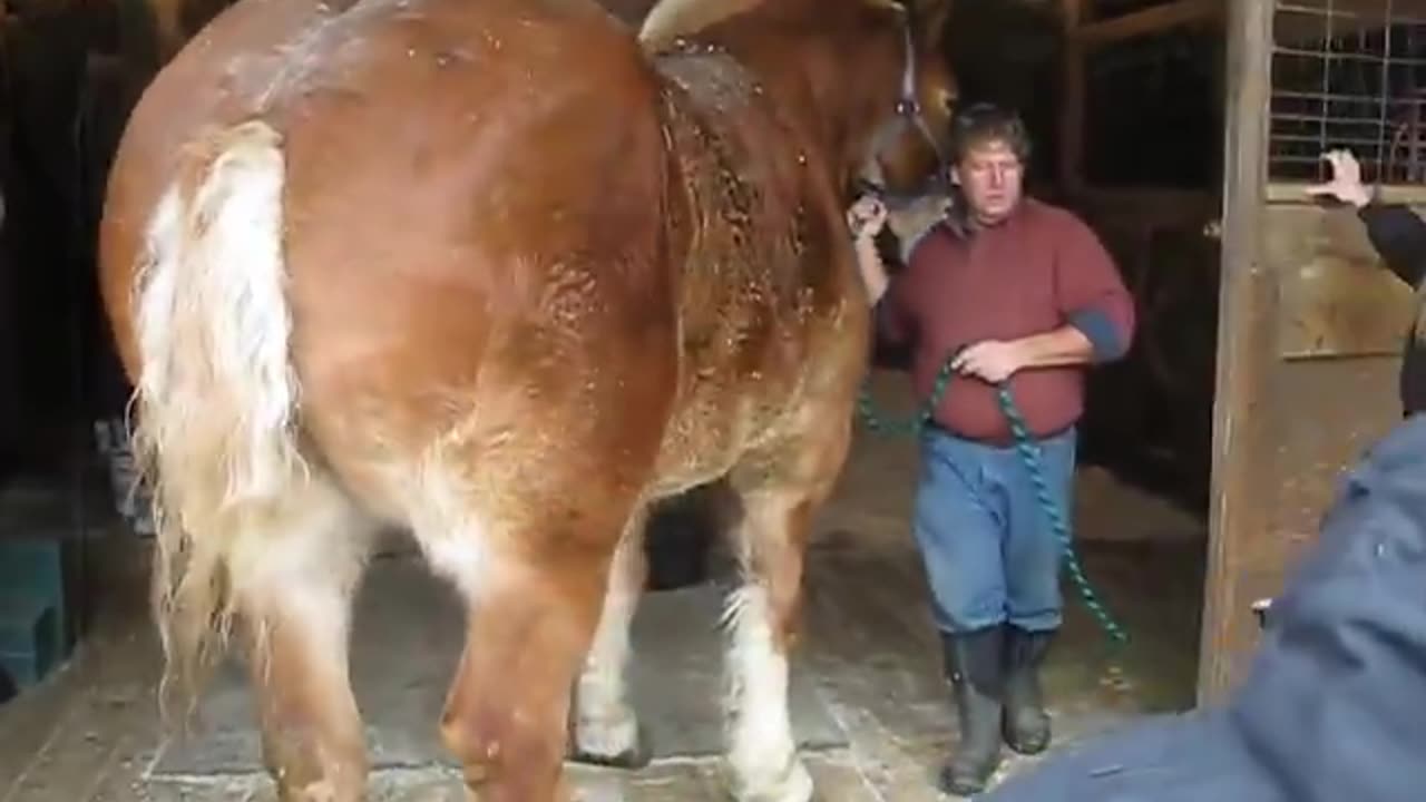 THIS IS BIG BEN OF THE BERKSHIRES IS A BELGIAN WORK HORSE 3400 LBS HEAVIER THAN BROOKLYN SUPREME FROM 1928