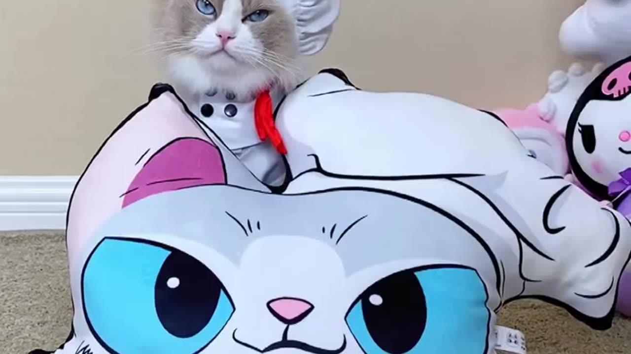 Do you want your own puff 😺 introducing the puff pillow - The purr-fect snuggle buddy 😻