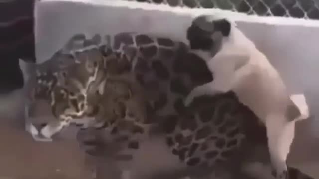 This Dog Got Some Ba**s