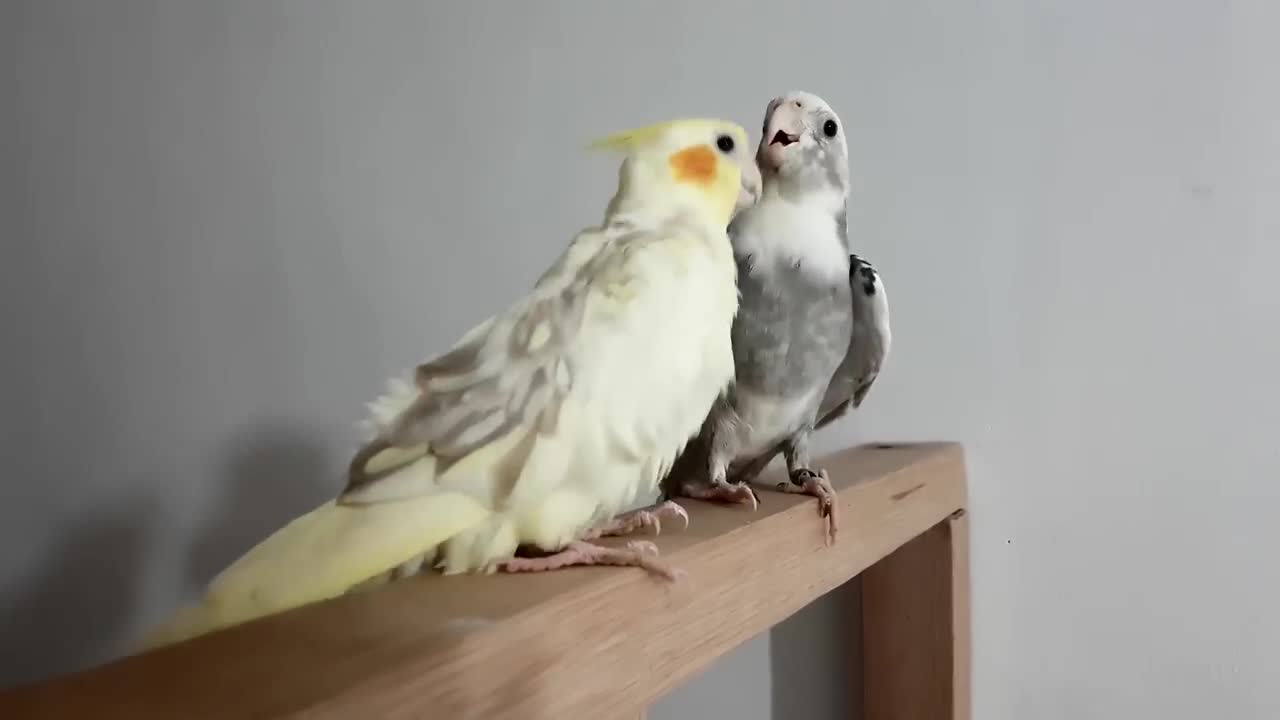 Budgies and Cockatiel Birds Playing and Feeding