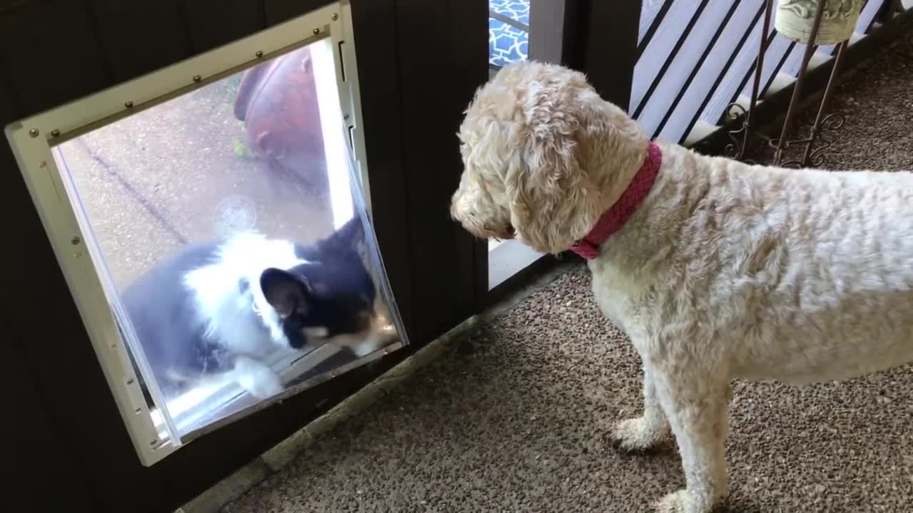 GoldenDoodle Shows Corgi How To Use Dog Door