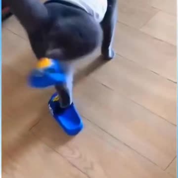 Sokas smell cat reaction 😅wait for end 🔥 #short #viral #tranding