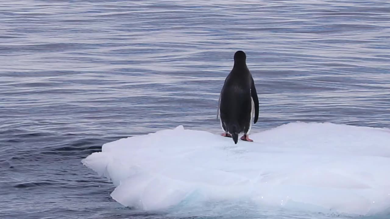 Penguins to make your night 🥰