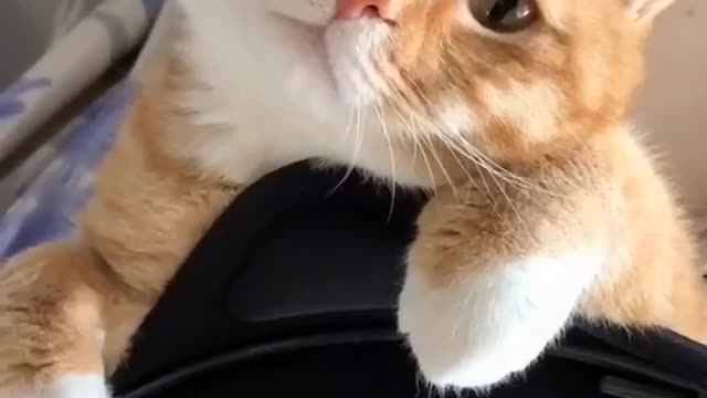 Funny cute cats