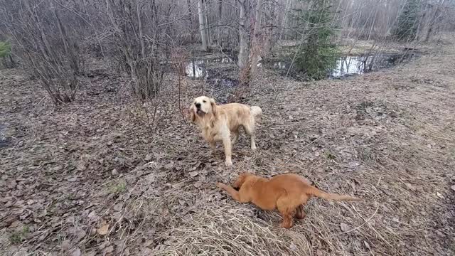 Golden Retriever puppy picks a fight with her brother