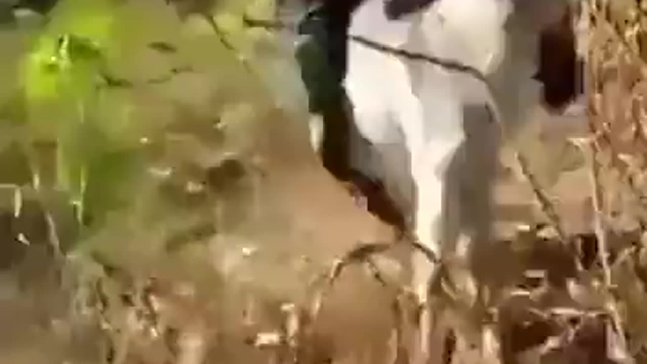 Donkey Delivers Beautiful Karma