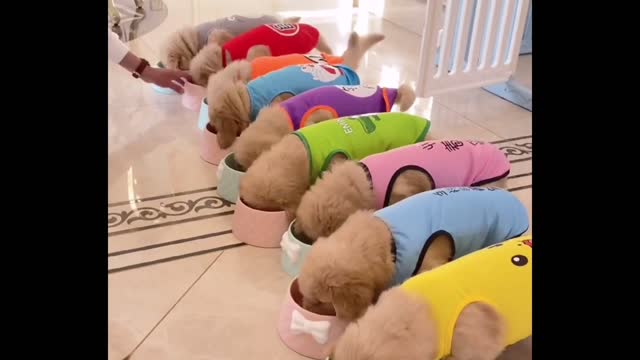 Nine dogs eat together
