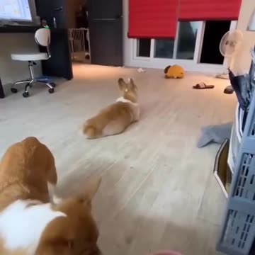 Funny Cats and Dogs