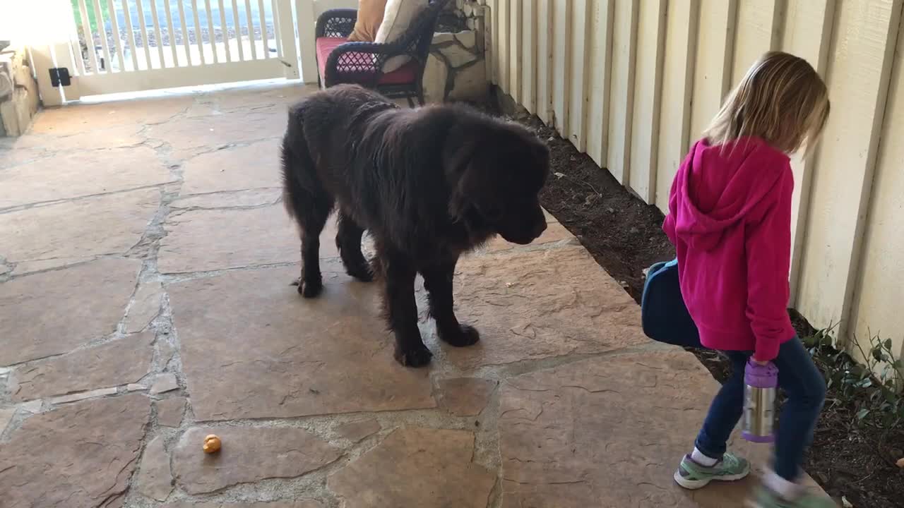 Mom Tells Her Little Girl To Say Goodbye To The Dog, Now Watch What They Do