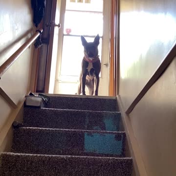 One dog waiting upstairs