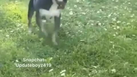 The best animal dancer