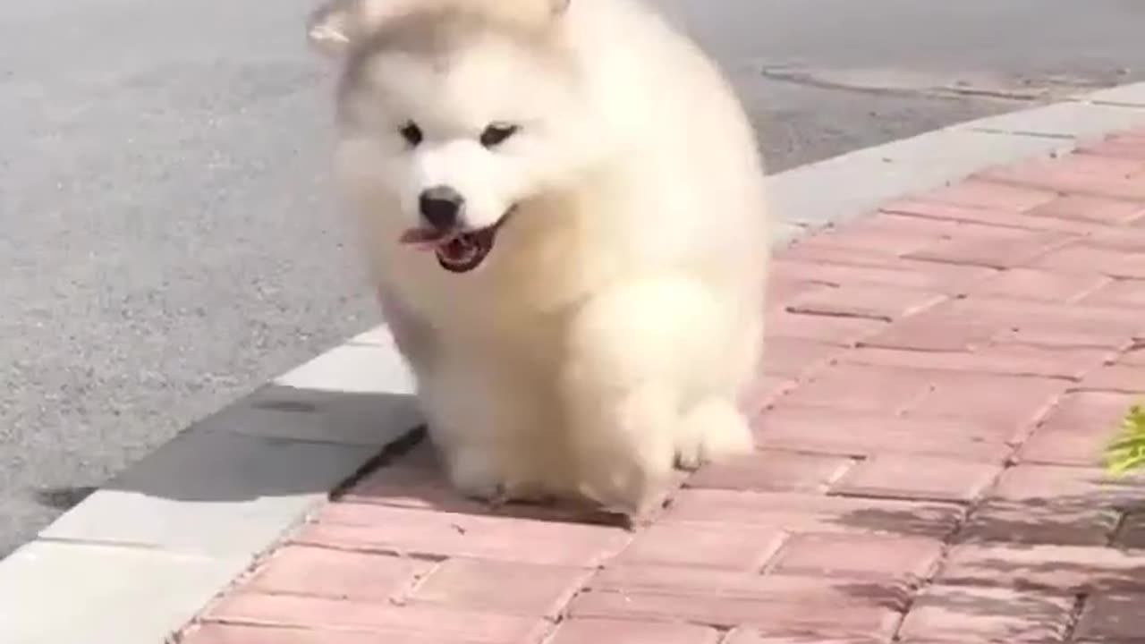 World big dog 🐕 viral video