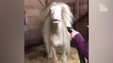 Funny animal video
