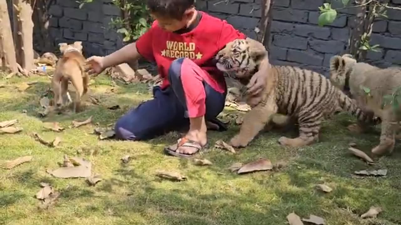 Kid Playing With Lion Tiger and Dog