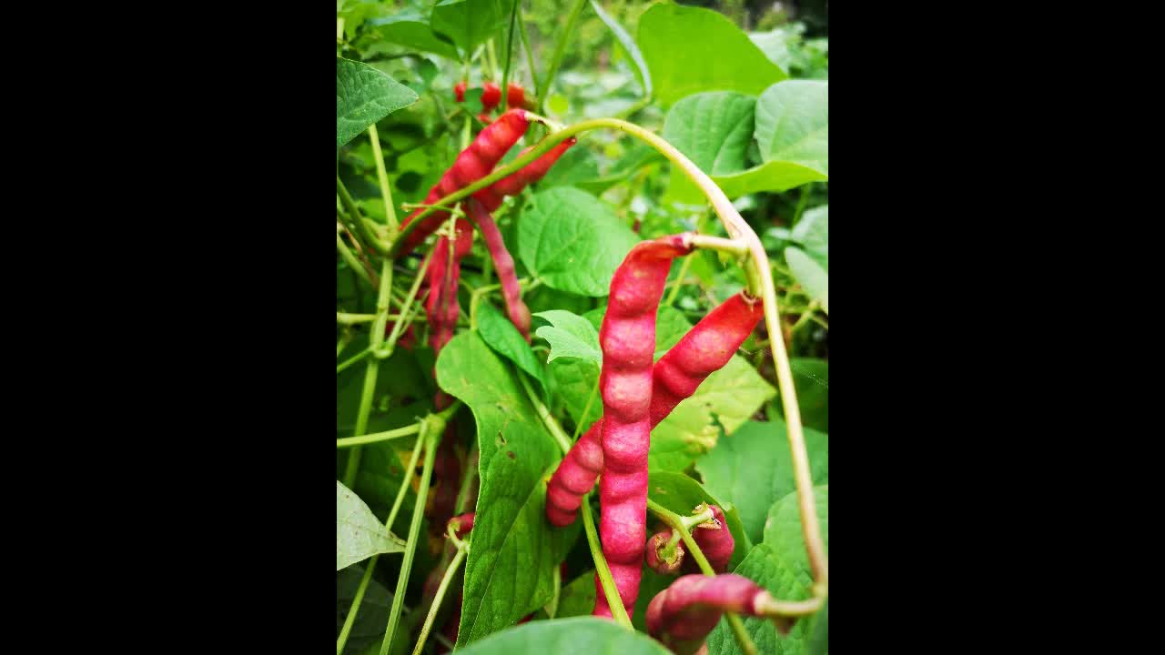 Dry Bean and Flax Domestication