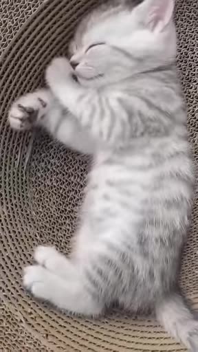 Super cute kitten 😘