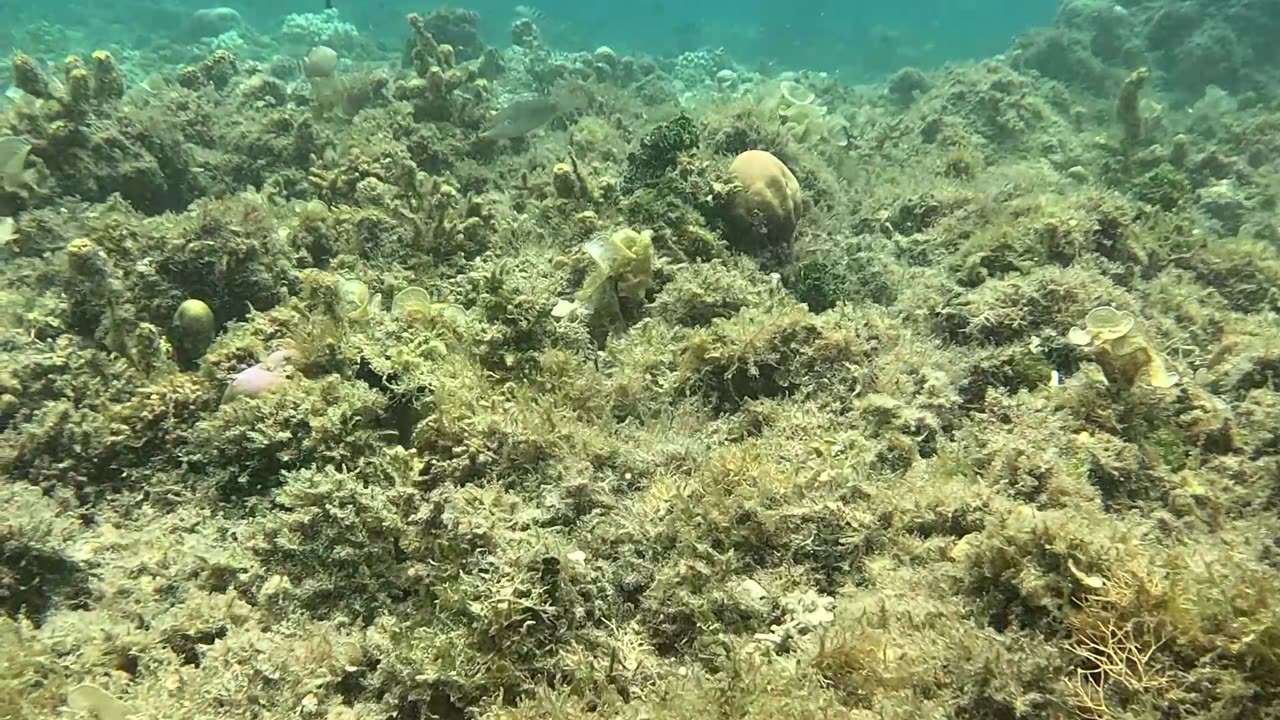 Snorkeling in the Morning