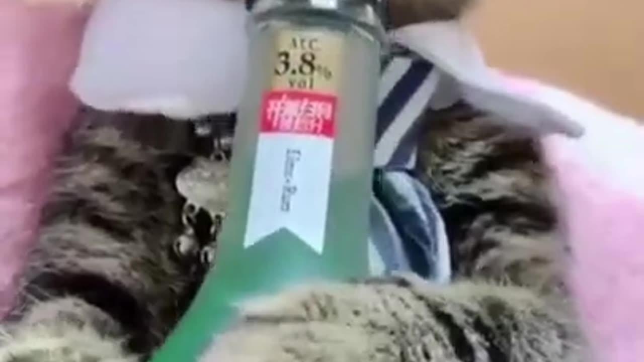 Funny alcoholic cat ❤❤❤❤