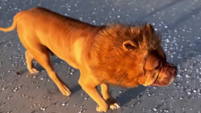 GIANT โBaby Lionโ? Or Pit Bull!? ๐ฆ๐๐