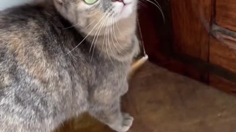 MUST WATCH PETS SURPRISED BY SOME VOICE FUNNY