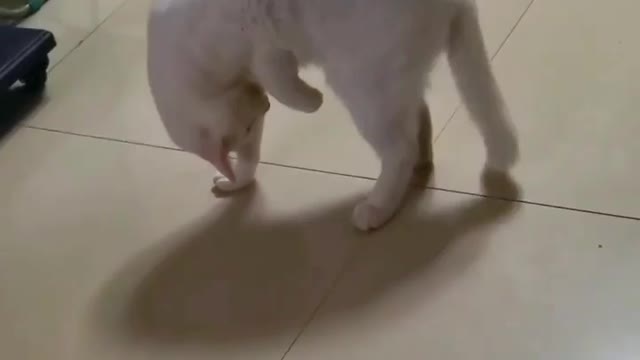Baby Cats Cute and Dogs Funny Cat Dogs Videos English