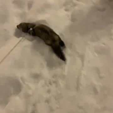 Let it snow. This ferret don’t care 😂