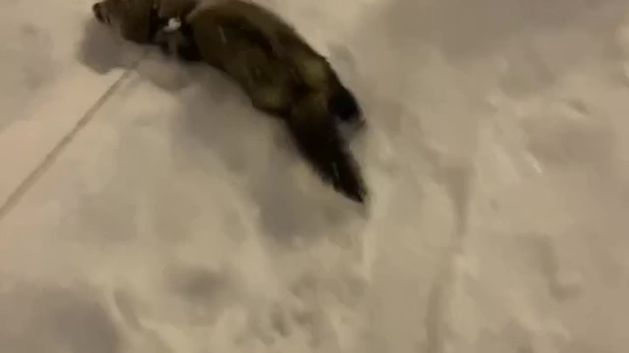 Let it snow. This ferret don’t care 😂