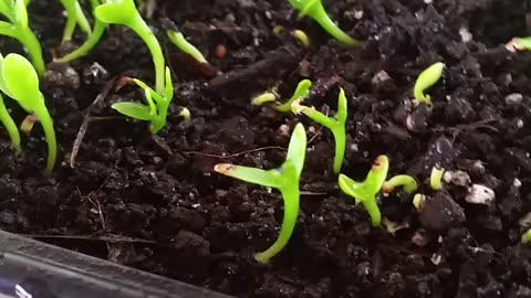 Baby Dragon Fruit Plants!