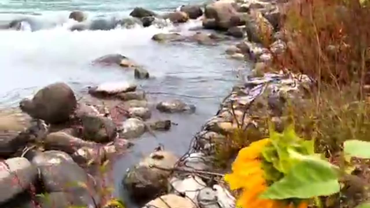 flower , nature , river , water , mountain