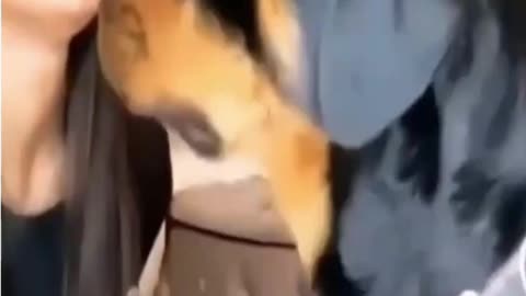 This Dog gives kisses when asked