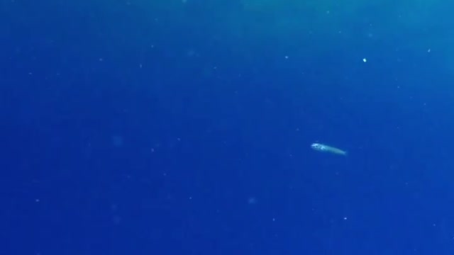 Important high-calorie prey species