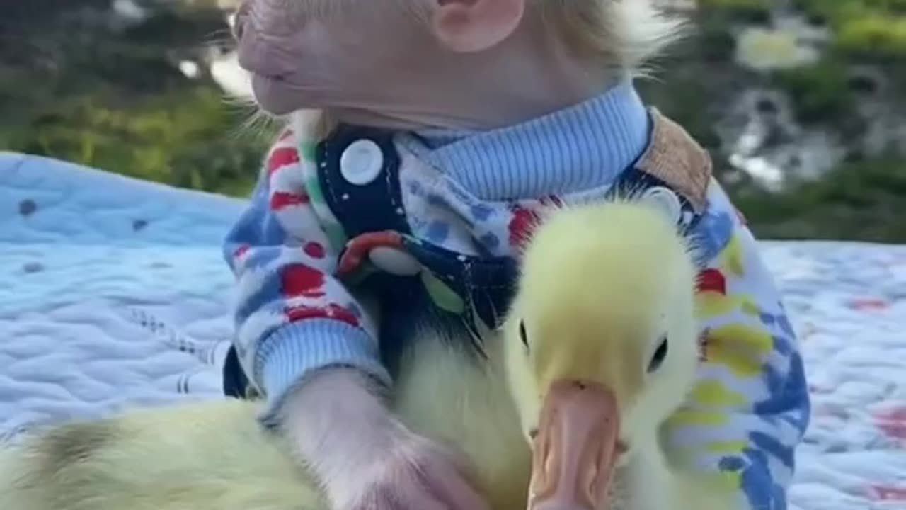 Funny video of animal / baby monkey playing with baby duck