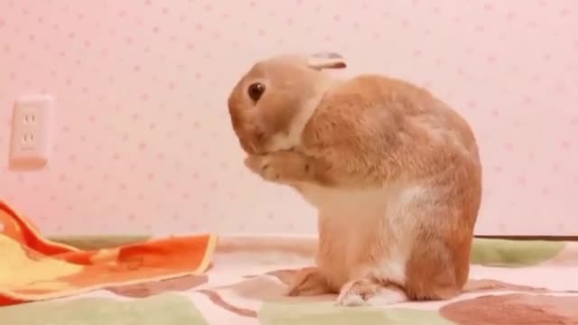Brilliant Tips for Everyday Cute Pets Every Day Newbies