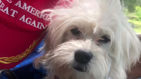 Patriot Loulou news 🗞️ MAGA, loulou went to pet superstore and ran into Big Mike, killery etc