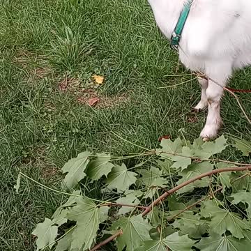 Flock it Farm oddly satisfying goat eating maple leaves
