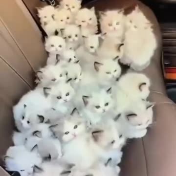 Baby of cat ❤‍🩹 //wait for end🔥// #short #viral