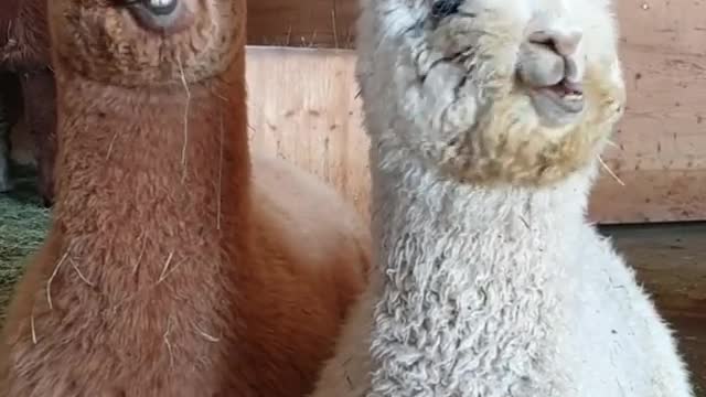 Lama party