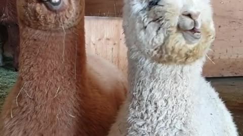 Lama party