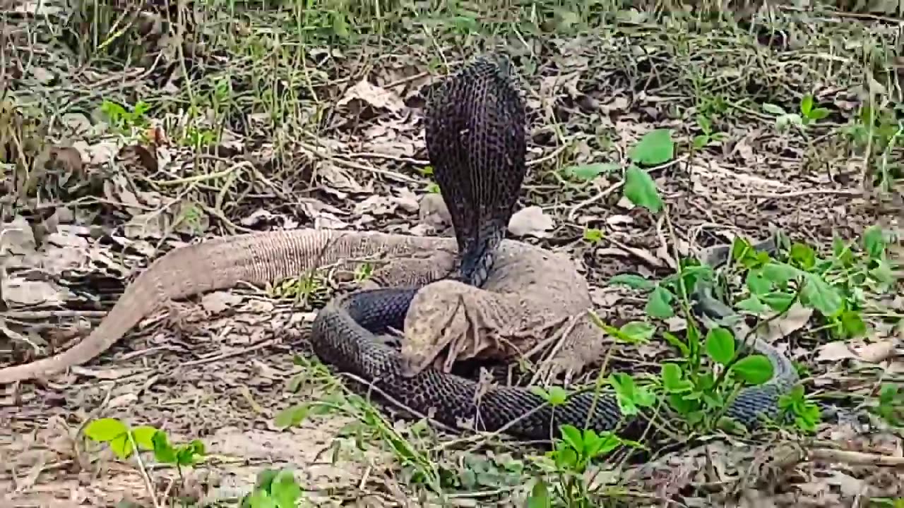 a meeting of the black cobra and the monitor lizard