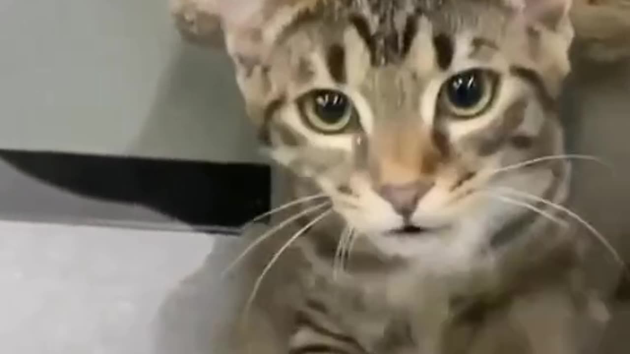 Cat finds new owner