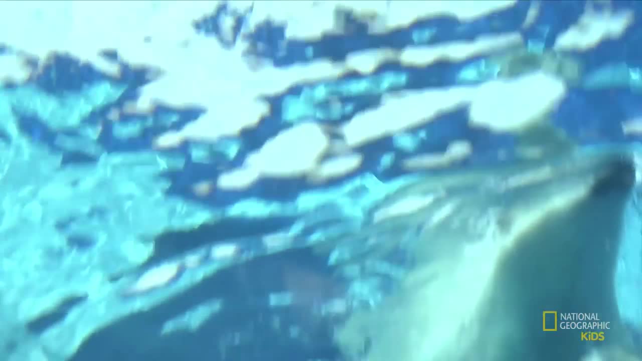 Polar Bear Rolling Around feat