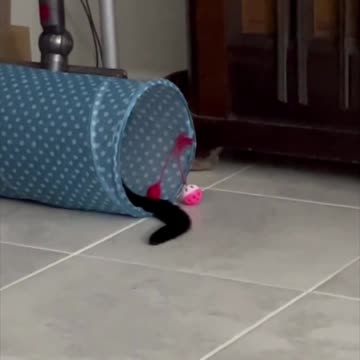 Adopting a Cat from a Shelter Vlog - Precious Piper is Hiding Again #shorts