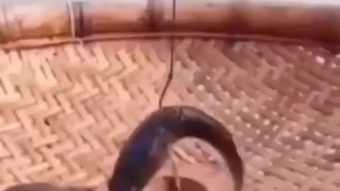 This is a beautiful and charming water-dwelling species