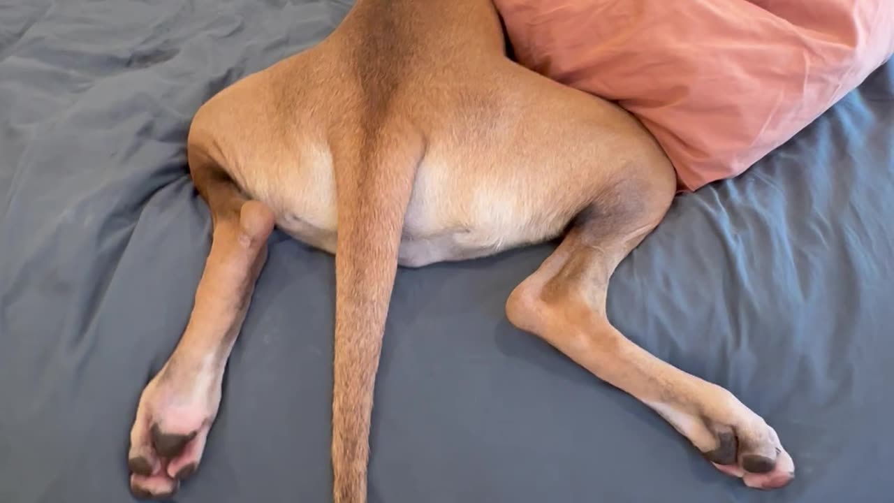 Great Dane Gets Stuck Getting On Bed