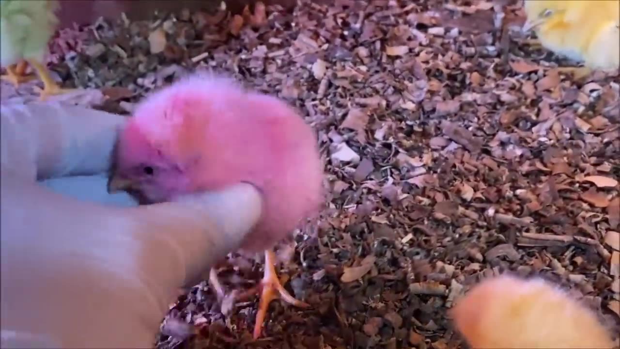 100 Colorful Chicks With One Aseel Hen - Hen Hatched 100 Eggs to Colored chicks