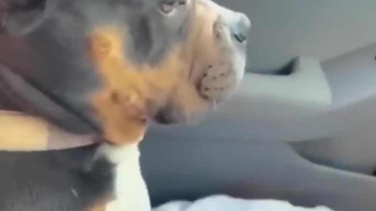 Funny Animal Videos Of The Day 0056! 😂😂#fyp #memes #memedaily #dankmemes